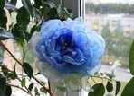 большой синий цветок.jpg